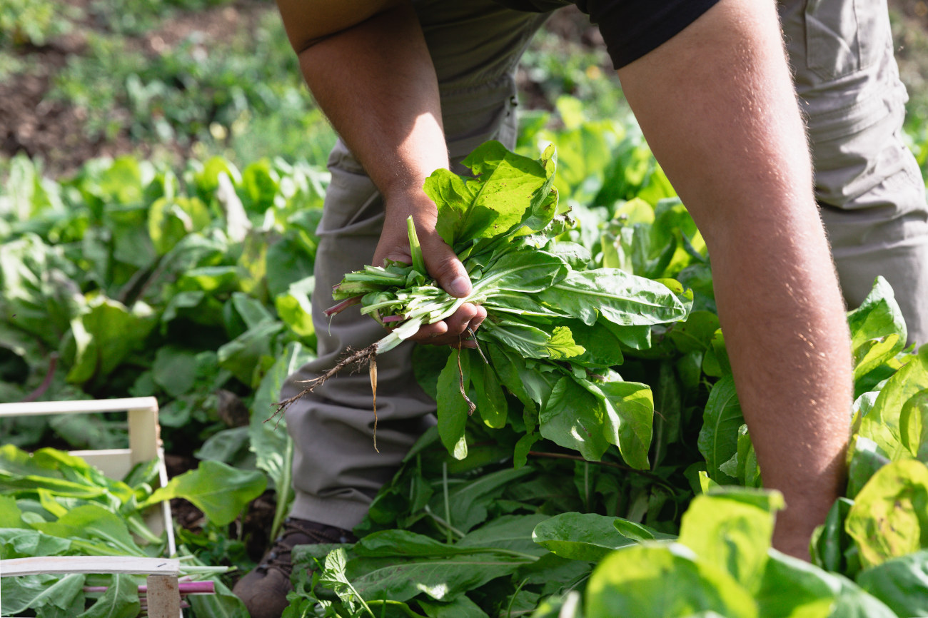 Agricultural activities at Oasyhotel