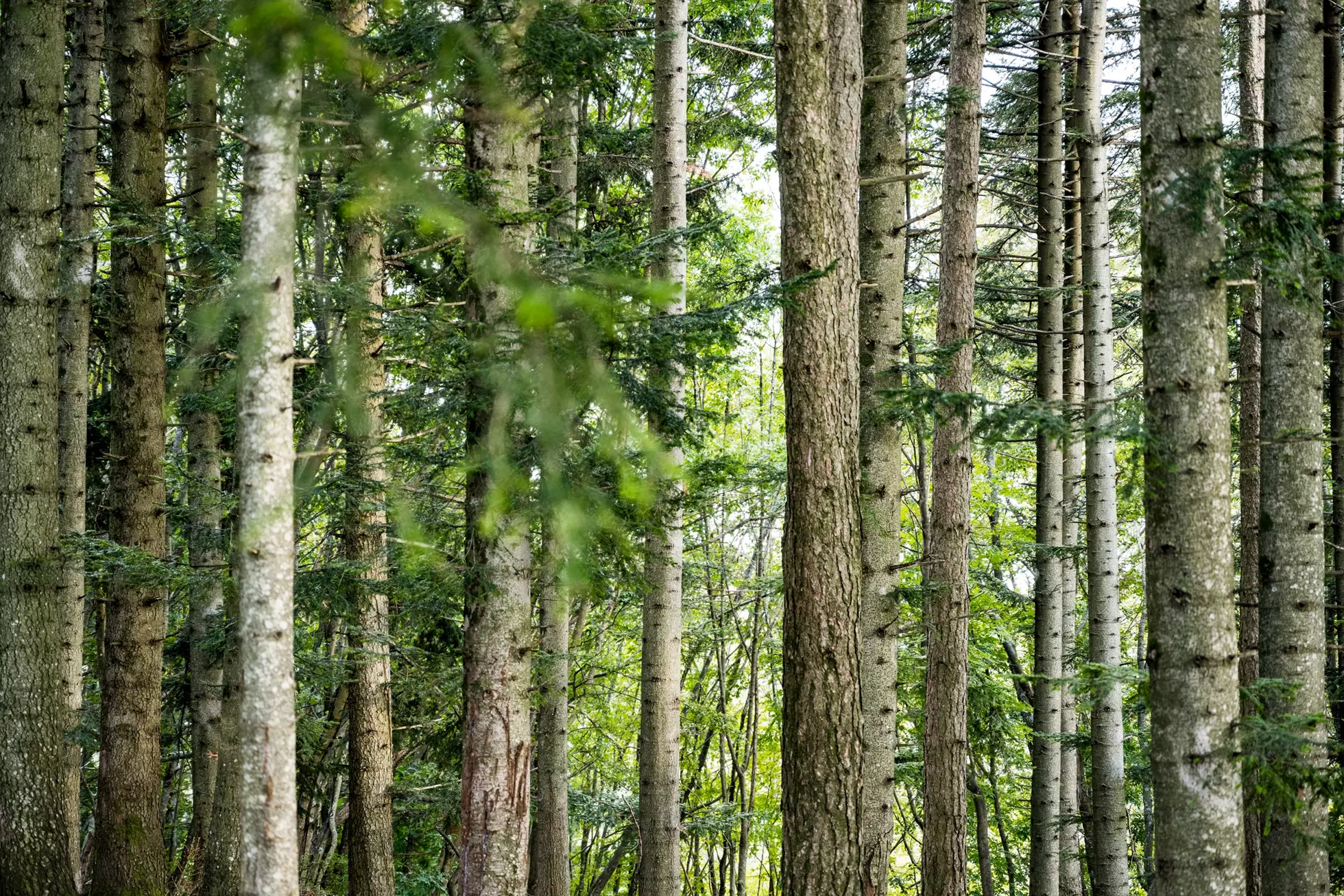 Certificazione FSC® (FSC-C181022)
