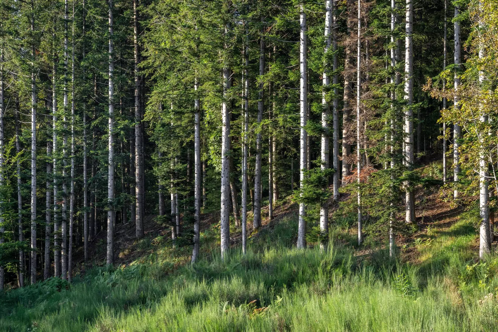 Grounding | Grounding Ritual
