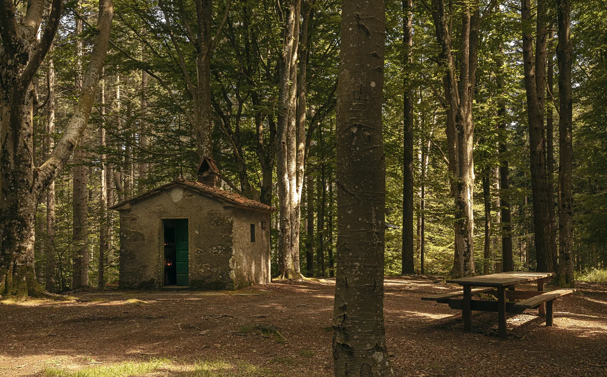 The Voice of the Forest